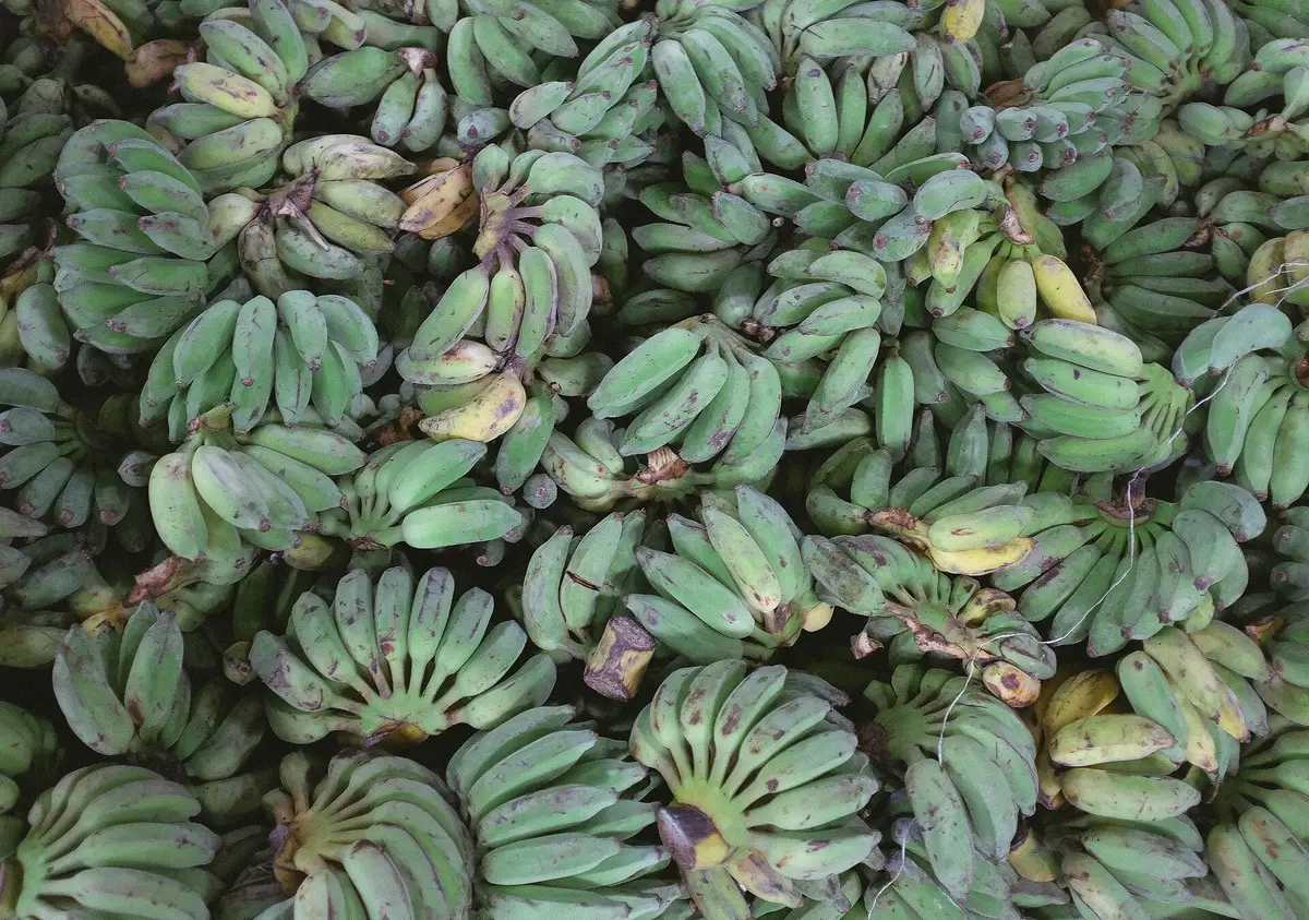 Frutas y vegetales